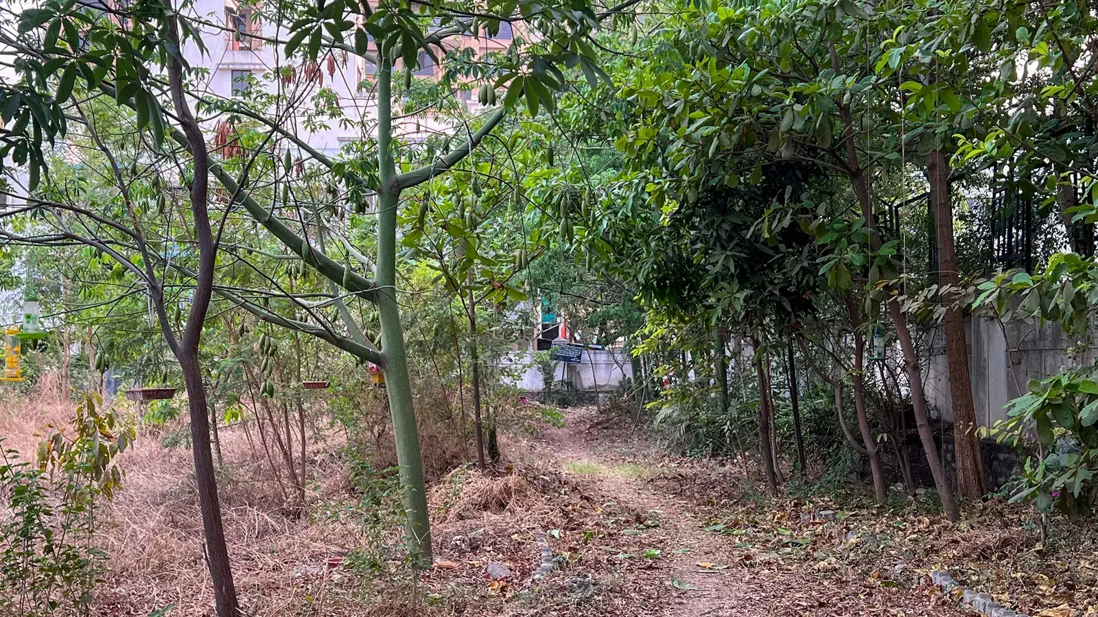 Bombay High Court’s private-forest ruling could reshape land titles across Maharashtra