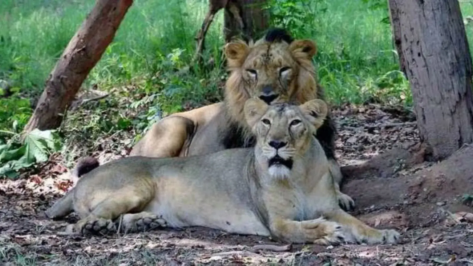 Gujarat stops sending attacking lions to zoo, opts for enclosure instead