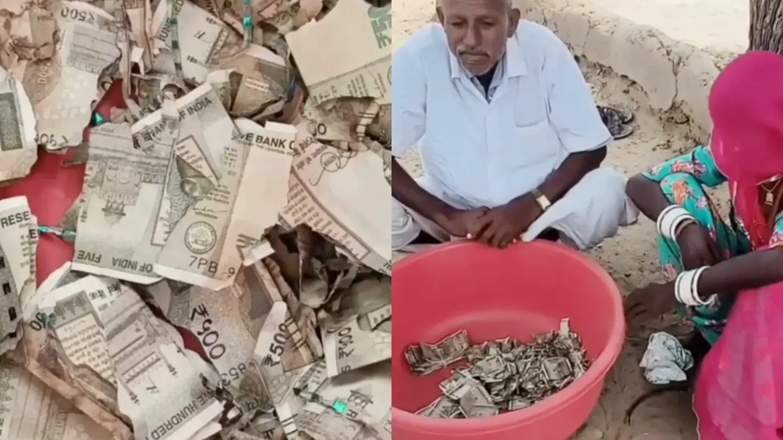 Rajasthan farmer’s buried Rs 5 lakh is ruined by termites after a year underground